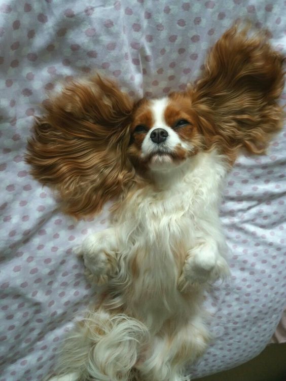 a brown and white dog sitting on top of a bed with its hair blowing in the wind