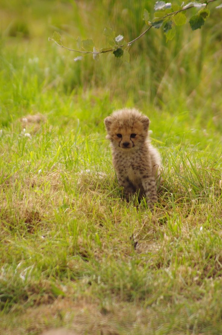 a small cheetah cub sitting in the grass