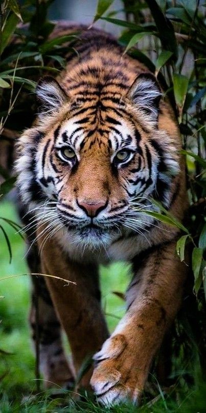 a tiger is walking through some bushes