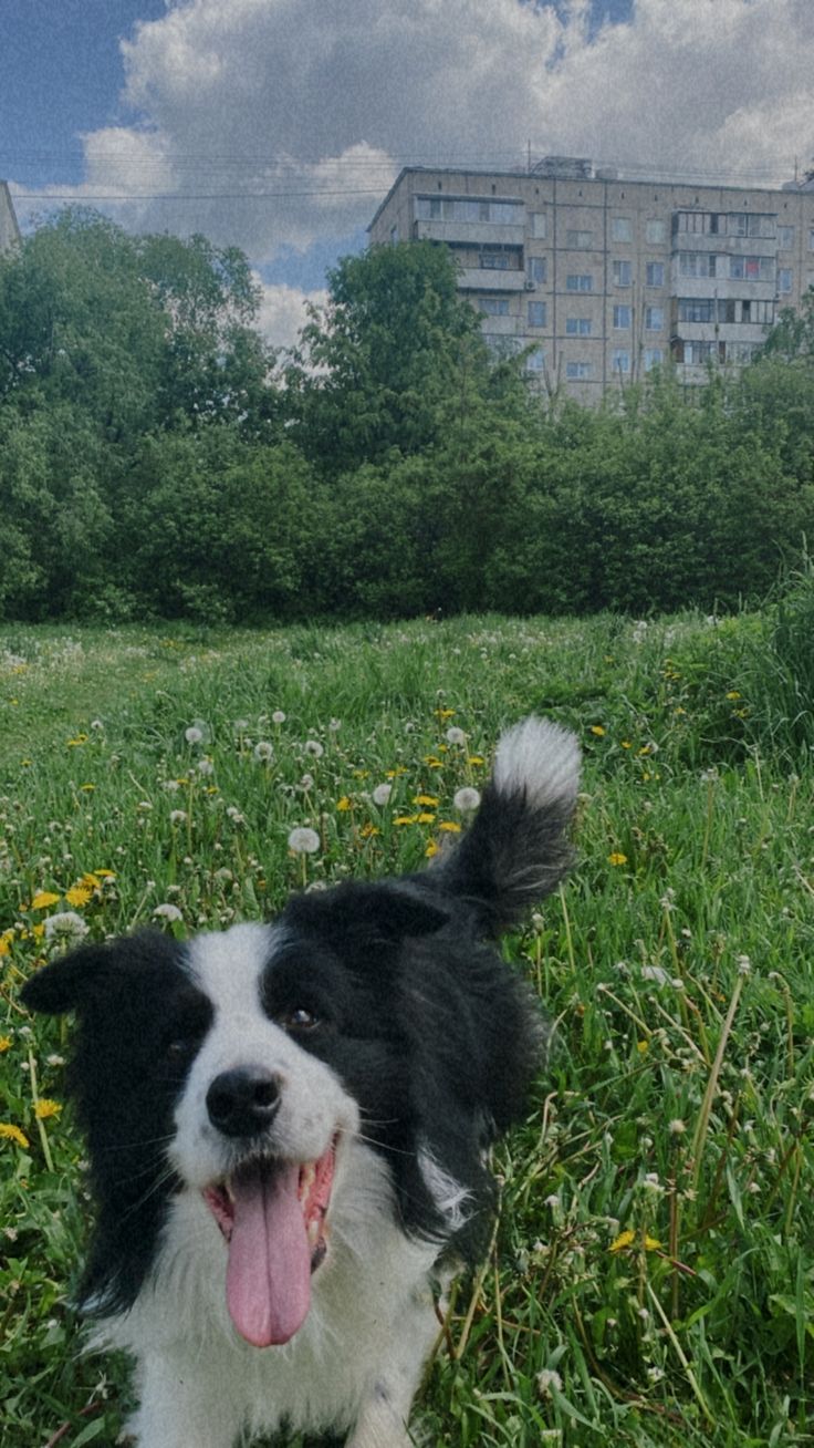 a black and white dog standing on top of a lush green field next to tall buildings