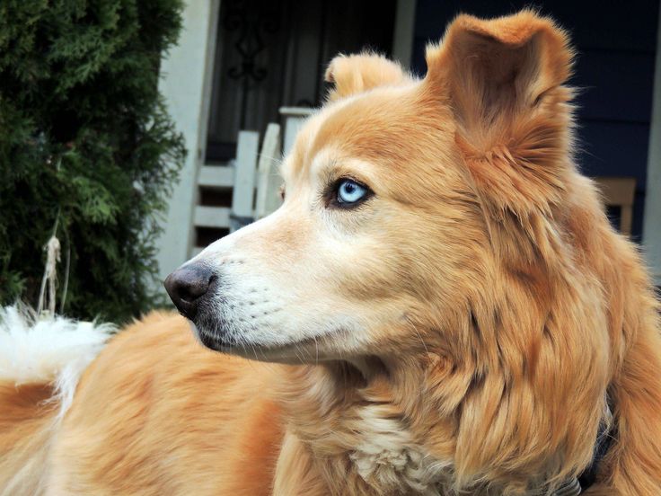 a close up of a dog with blue eyes