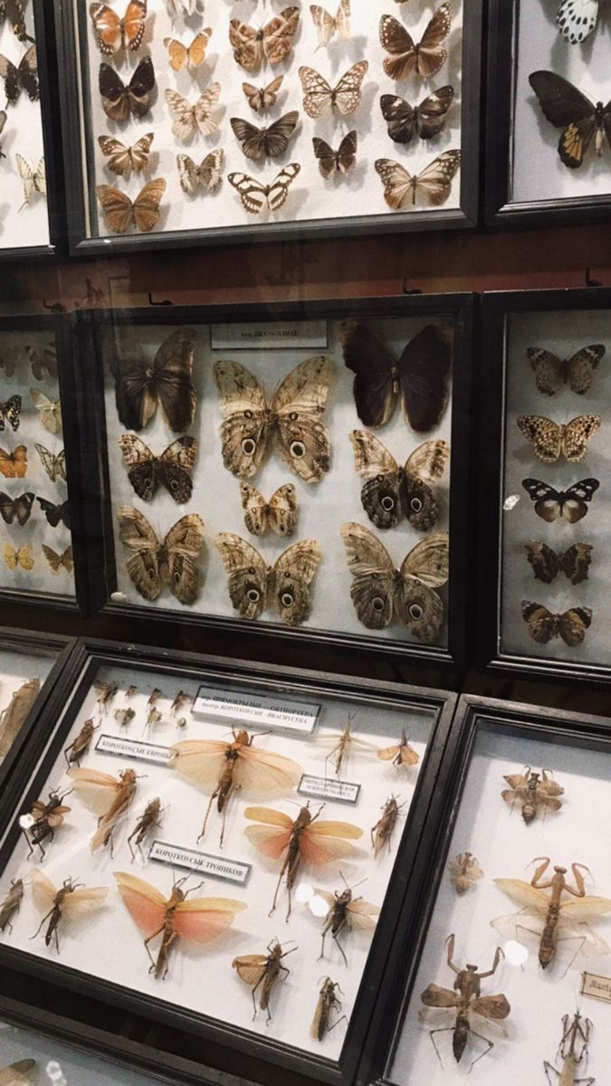 many moths are displayed in glass cases on the wall