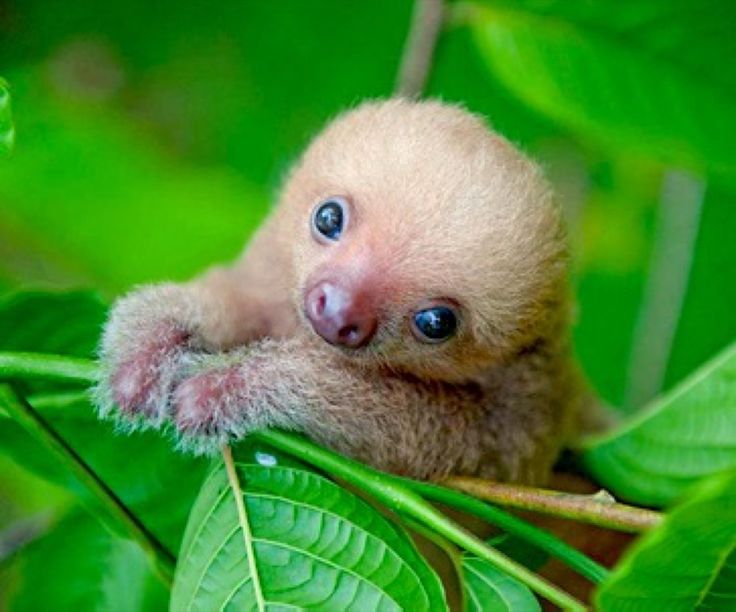 a baby sloth hanging from a tree branch