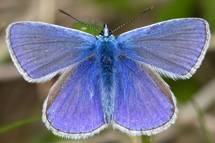 a blue butterfly sitting on top of a purple flower