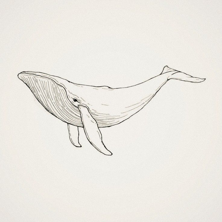 a drawing of a humpback whale in black and white