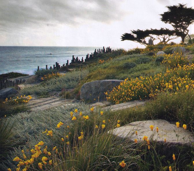 yellow flowers growing on the side of a hill next to the ocean with trees in the background