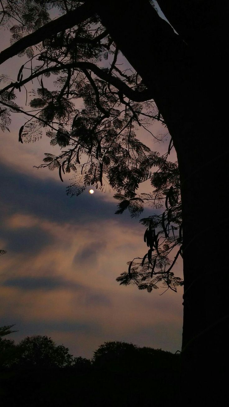 the moon shines brightly in the night sky behind a tree