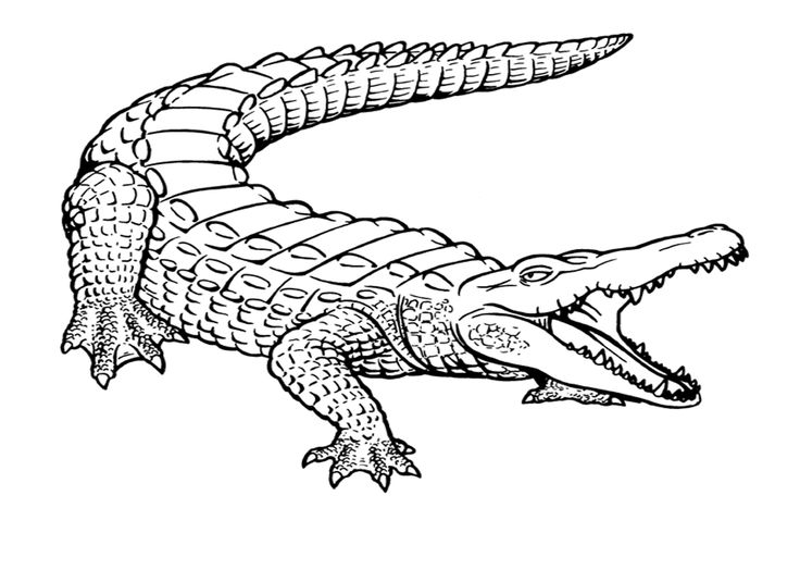 an alligator is shown in black and white