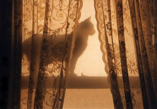 a cat is sitting in the window sill looking out at the sun through the curtains