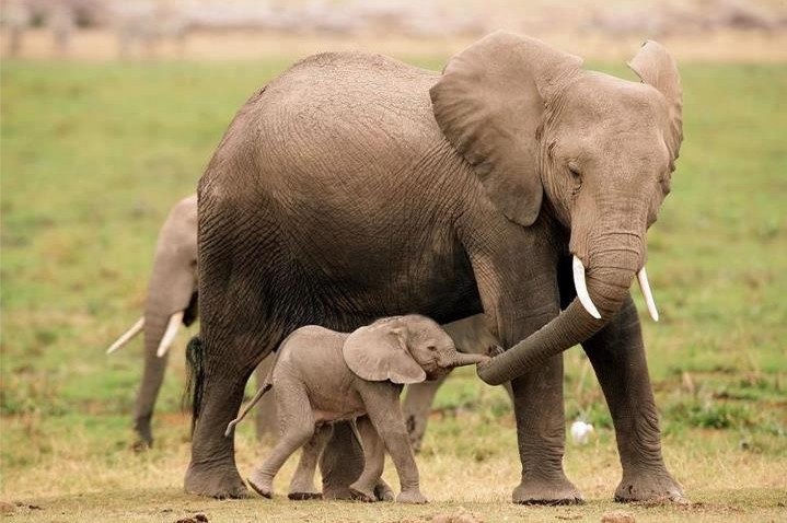 an adult elephant standing next to a baby elephant on top of a grass covered field