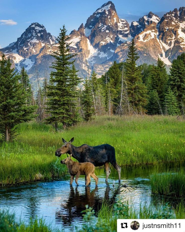 an adult moose and its baby are standing in the water with mountains in the background