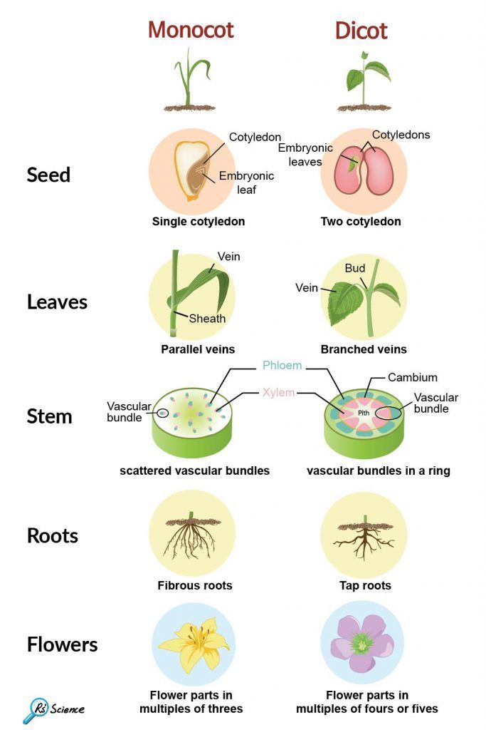 the different parts of plants and their roots are labeled in this diagram, which shows how they