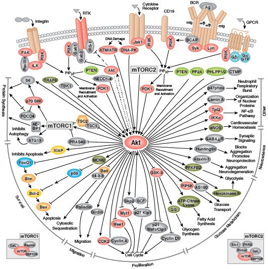 a diagram showing the structure of an animal's cell and how it functions in its life cycle