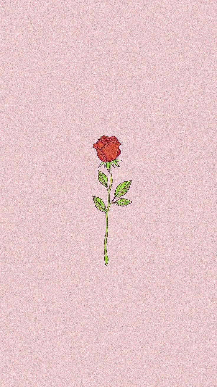 a drawing of a single rose on a pink background