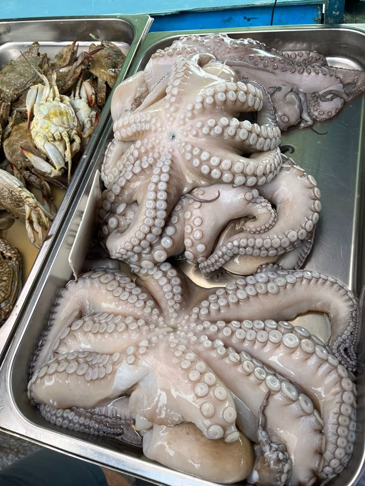 two trays filled with different types of octopus's and other sea creatures on display