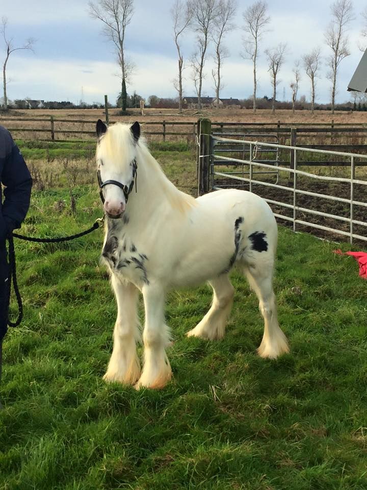 a white horse standing on top of a lush green field