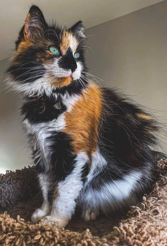 a multicolored cat sitting on top of a scratching post looking at the camera