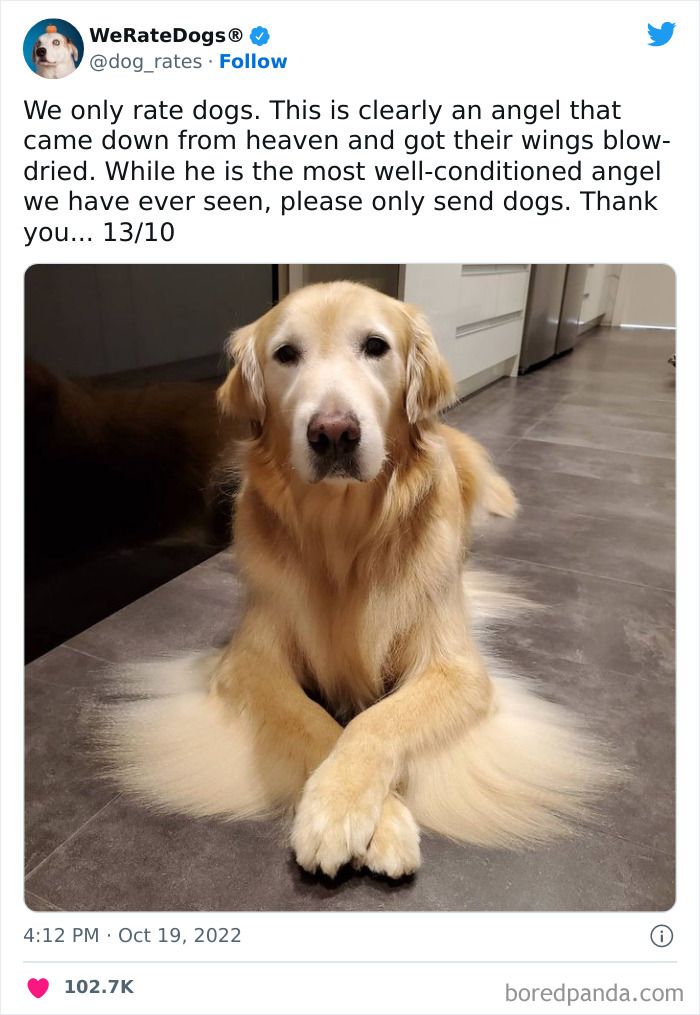 a dog is sitting on the floor with his paws crossed