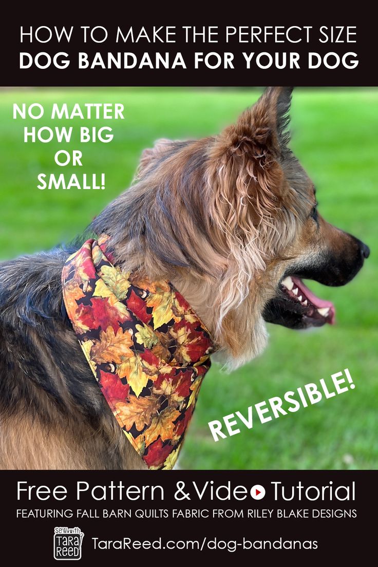 a dog wearing a bandana for its owner's small size is featured in this ad