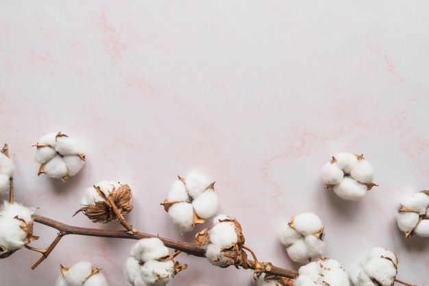 cotton flowers on a branch against a white background