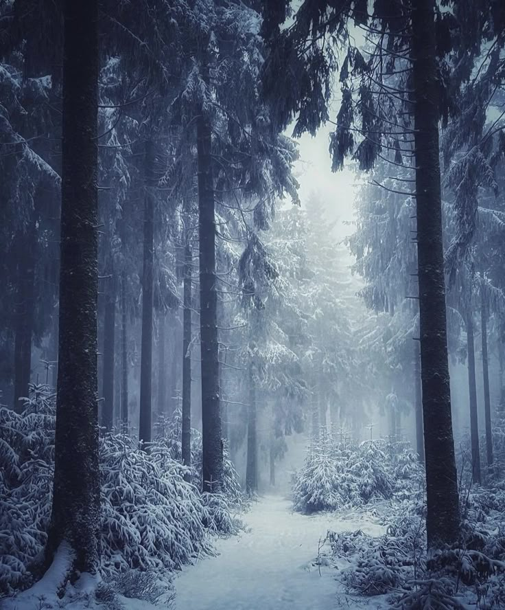 a path in the middle of a snowy forest