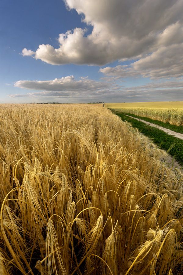 a field of wheat under a cloudy blue sky