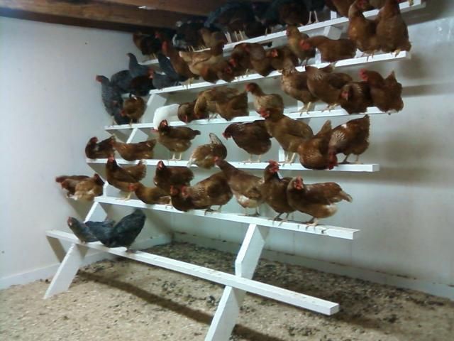 Reban Ayam, Chicken Perches, Chicken Roost, Chicken Pen, Backyard Chicken Coop Plans, Chicken Feeders, Chicken Coop Run, Backyard Chicken Farming, Chickens And Ducks