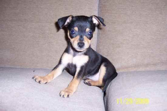 a small black and white dog sitting on top of a couch next to a wall