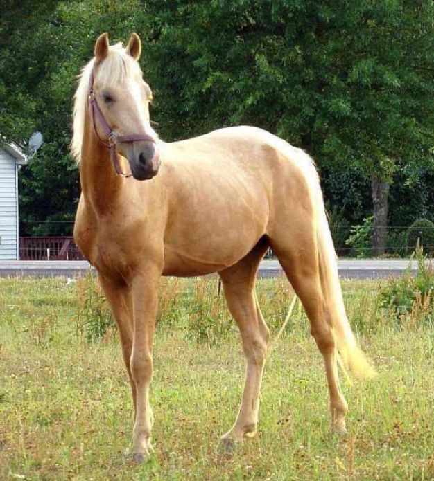 a light brown horse standing on top of a lush green field next to a forest