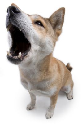 a brown and white dog yawning with its mouth open on a white background