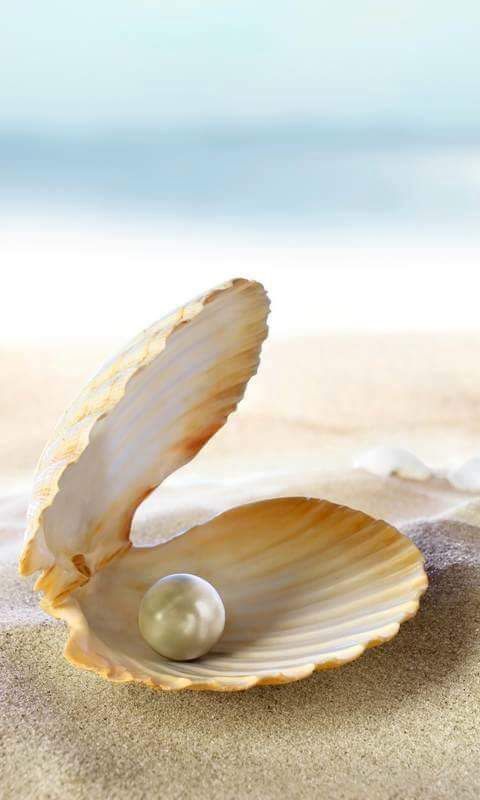 an open shell with a pearl in it on top of sand and the caption below