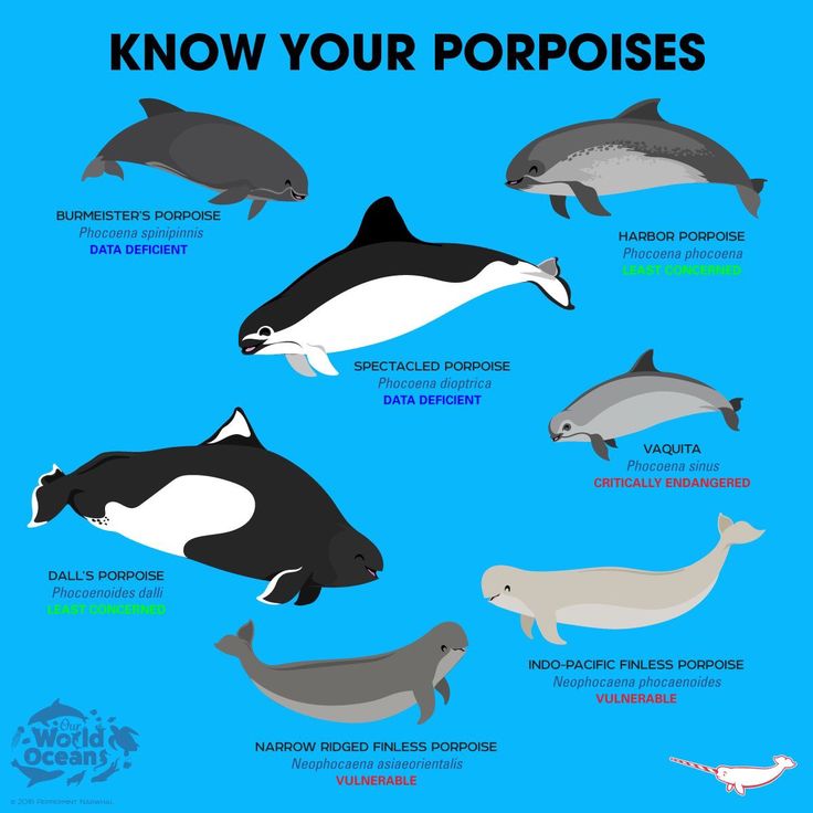 the different types of sea animals that can be seen in this info sheet, including dolphins and