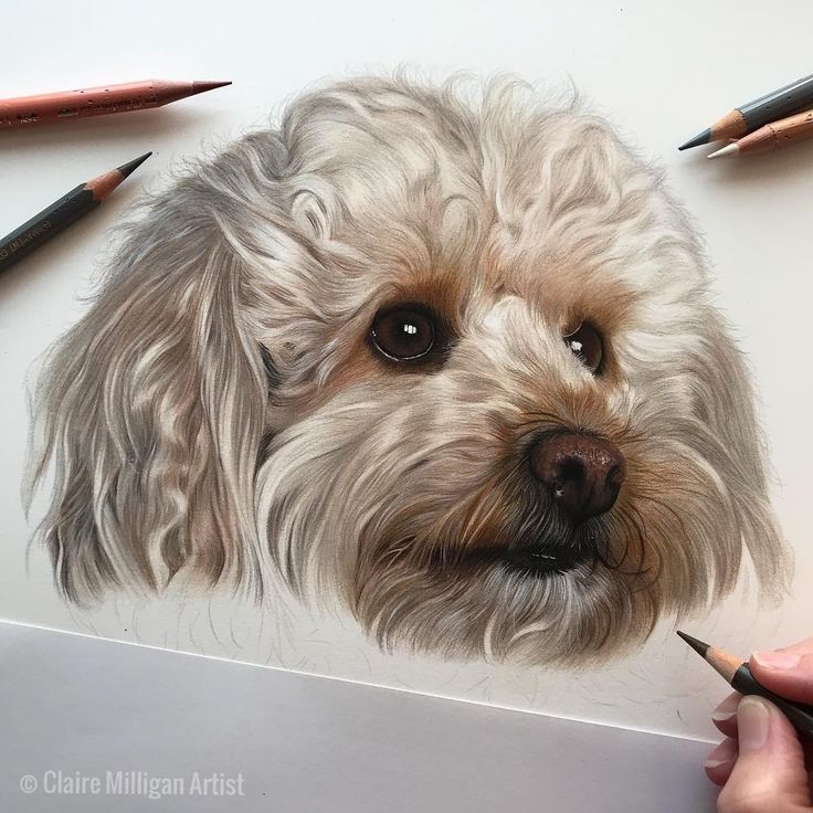 a drawing of a dog's face with colored pencils around it