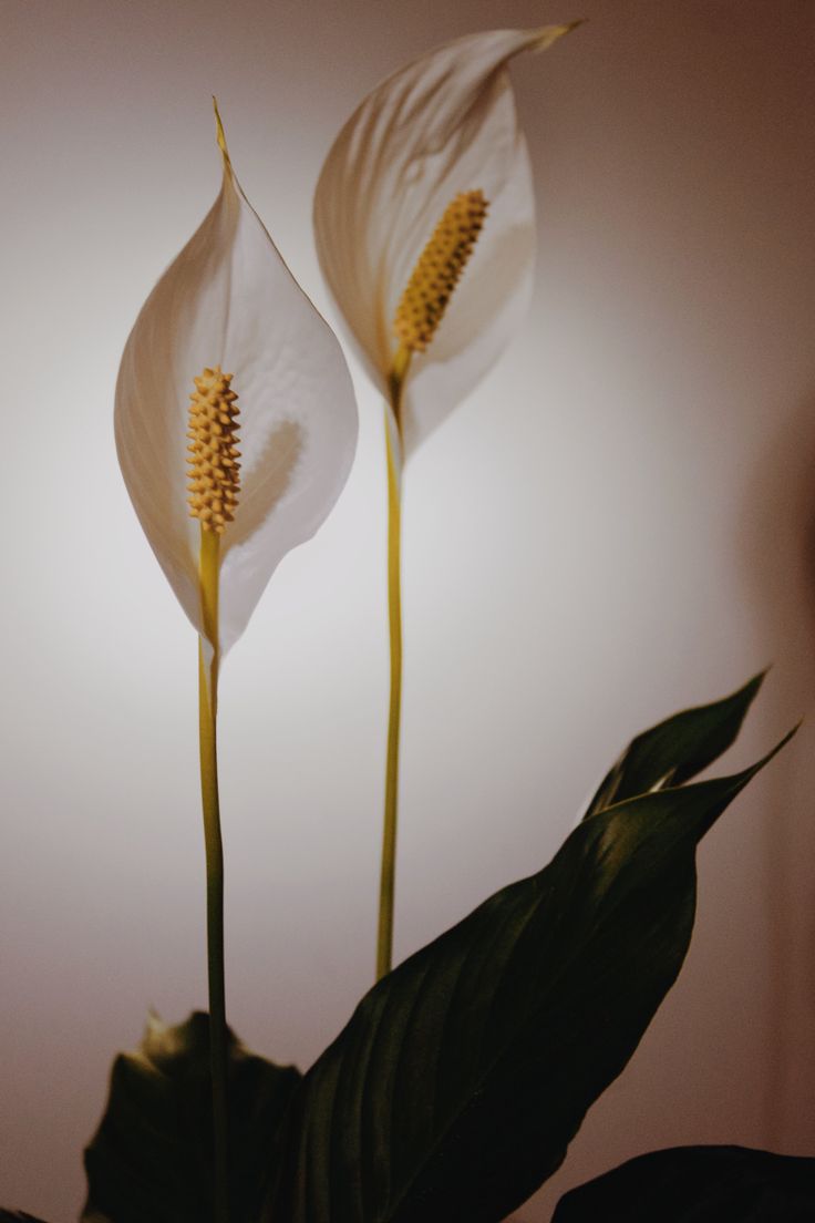 two white flowers with green leaves in a vase