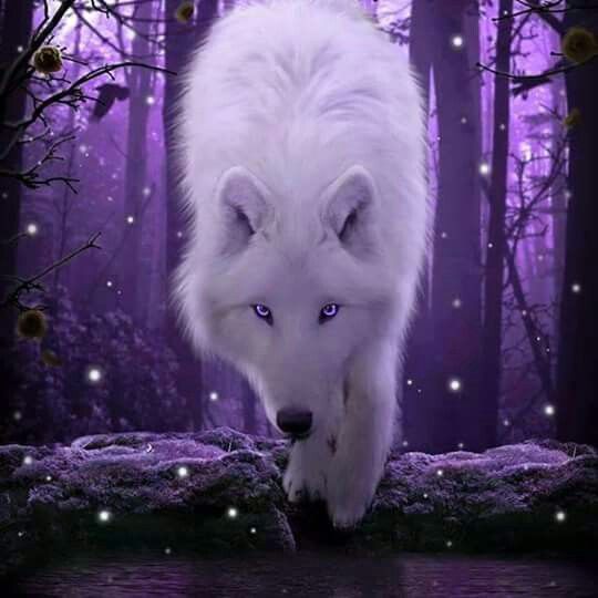 a white wolf with blue eyes is walking through the woods in front of christmas balls