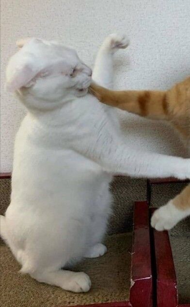 two cats playing with each other on the floor