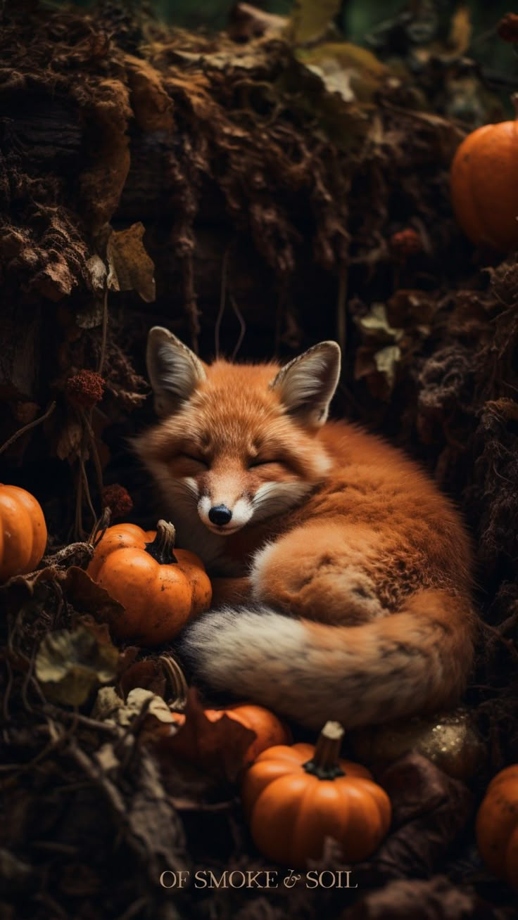 a red fox curled up in some pumpkins