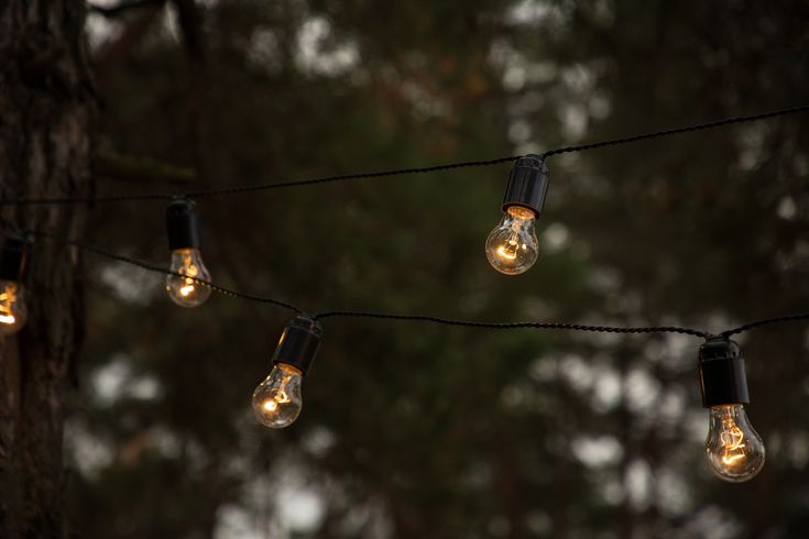 several light bulbs are hanging from a wire in the dark, surrounded by pine trees