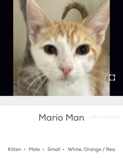 an orange and white cat looking at the camera with caption that reads, mario man kitten male small white orange / red area