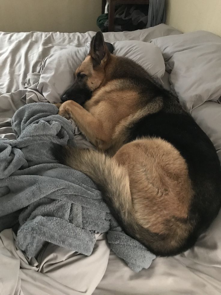 a large dog laying on top of a bed next to a pile of blankets and pillows