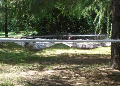 a hammock hanging from a tree in the park with grass and trees around it