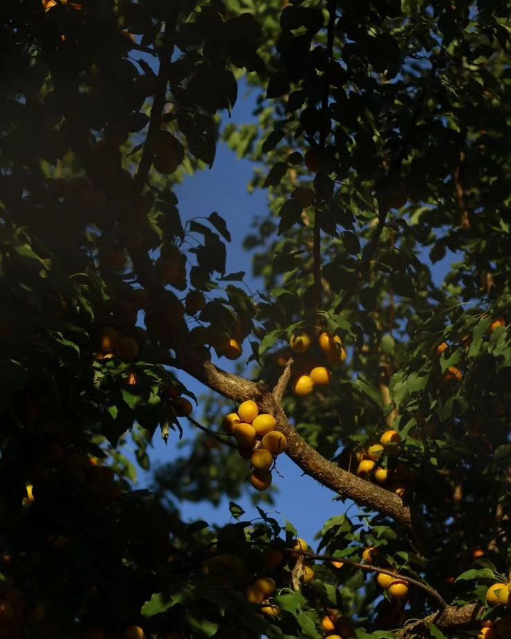 an orange tree filled with lots of ripe fruit on it's branches and leaves