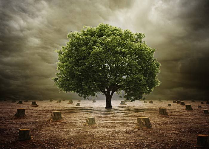 a tree in the middle of a field surrounded by stumps under a cloudy sky