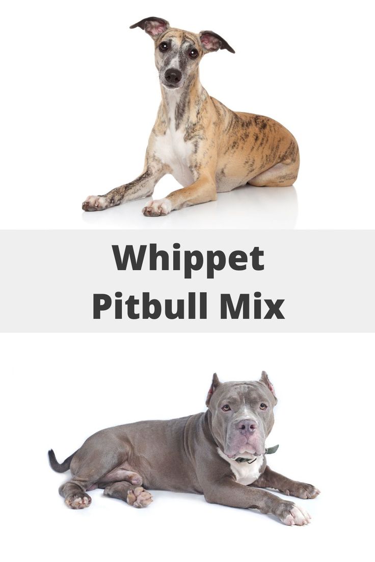 two dogs sitting next to each other with the caption whippet pitbull mix