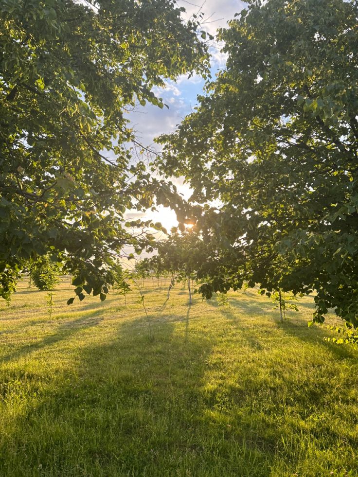 the sun is shining through some trees in an open field