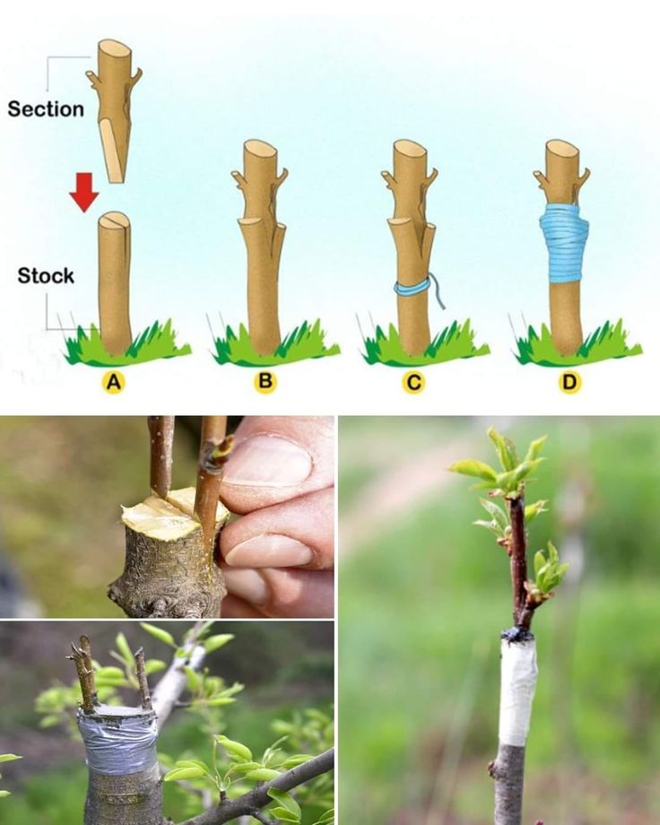 the stages of growing an apple tree from seed to budding, with pictures showing different stages