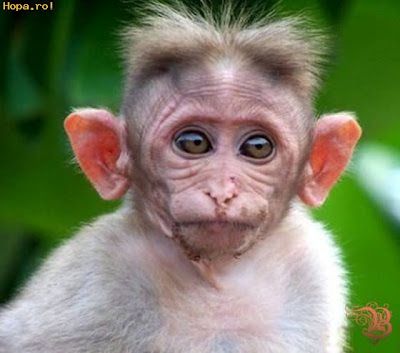 a close up of a small monkey with very big eyes and hair on it's head