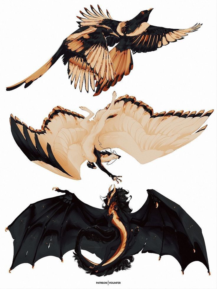 three different types of dragon wings flying in the air