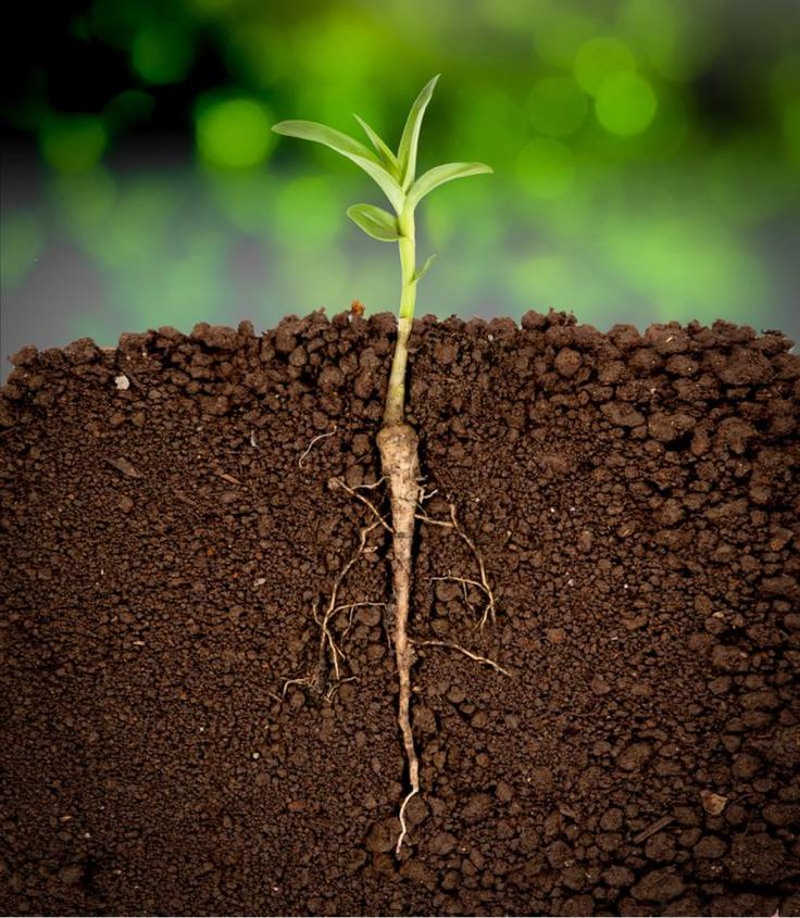 a young plant sprouts from the soil