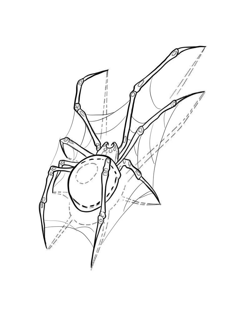 a drawing of a spider with its legs spread out and the top half cut off